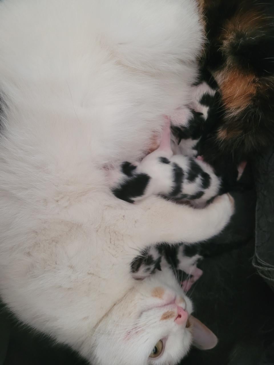 Kittens