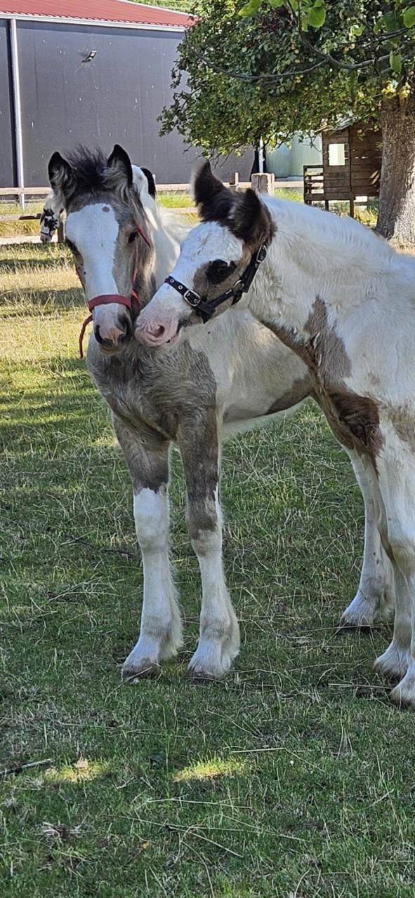 Super relaxed tinker irish cob hengst veulen