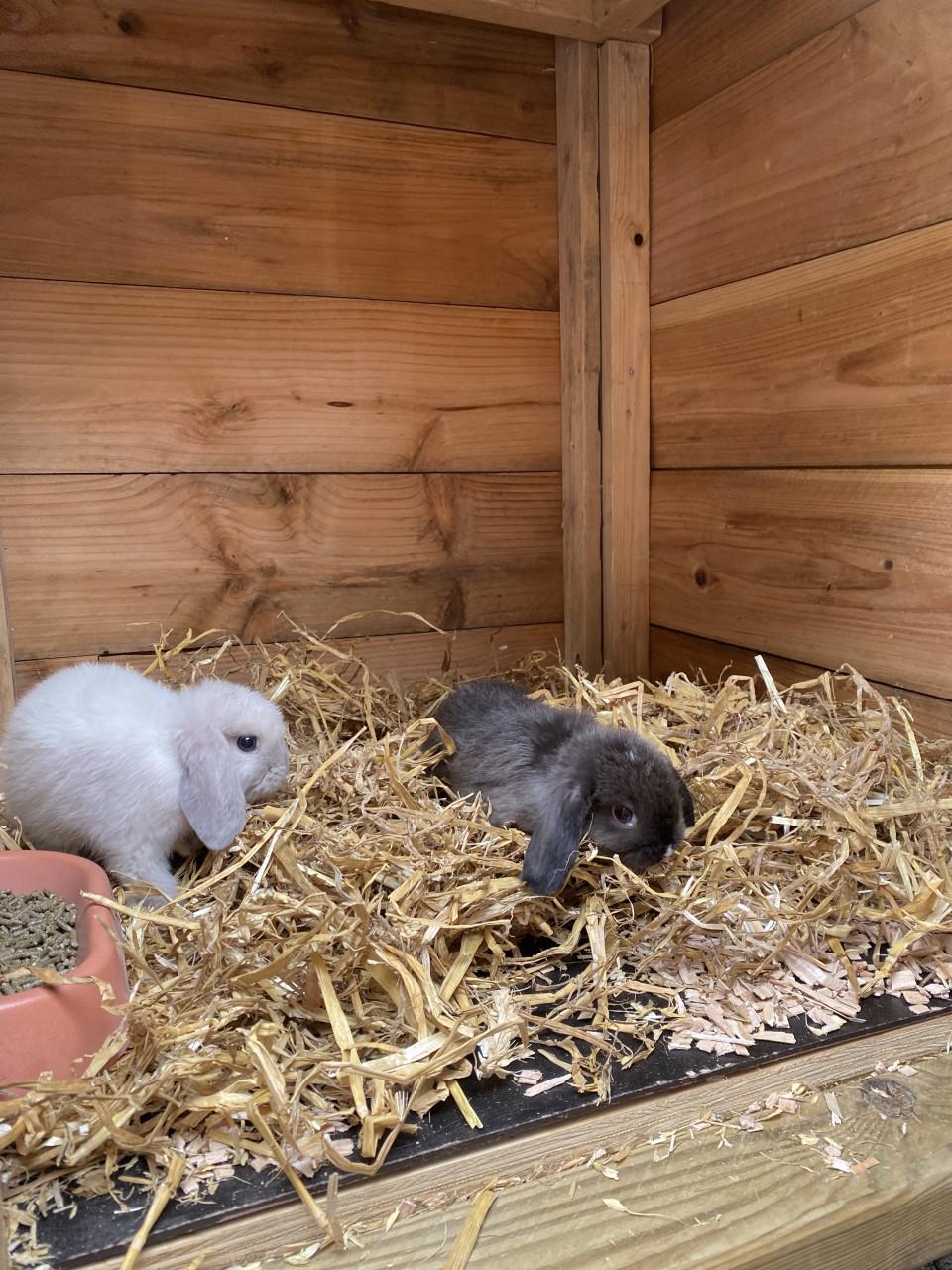 Jonge Mini Lop konijnen