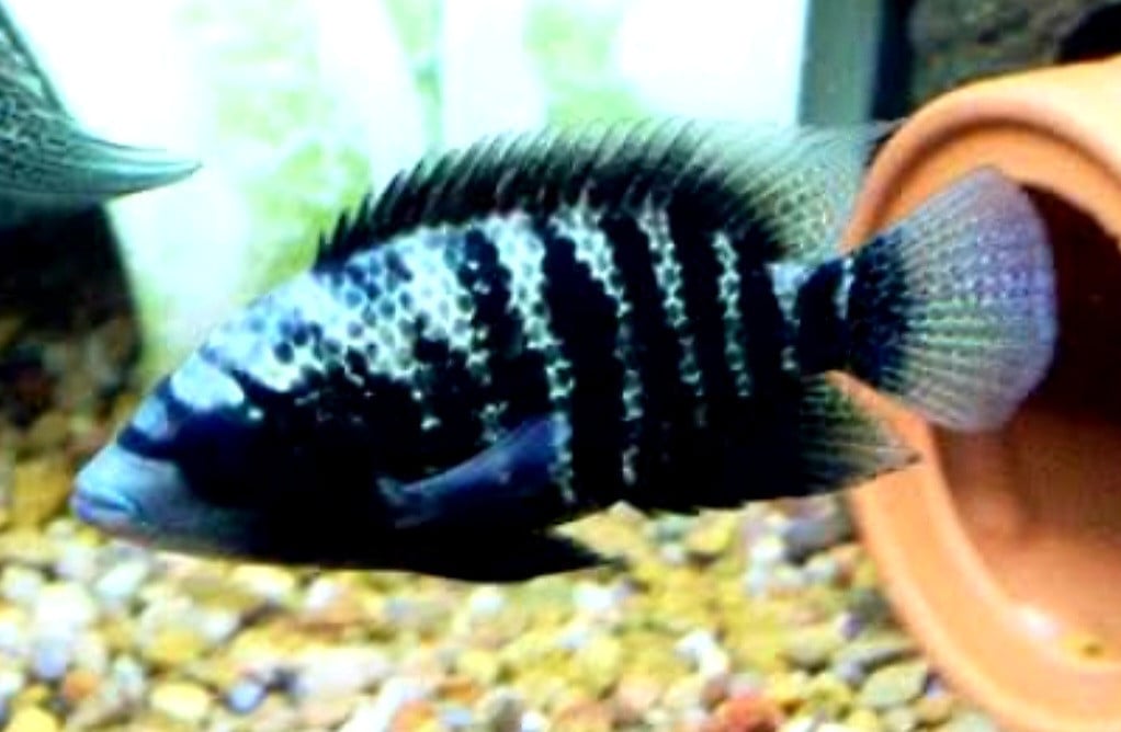 Cichlasoma Beani