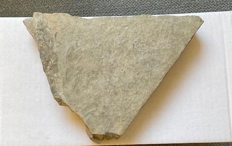 Een fossiele steen met duidelijke afdrukken van schelpen