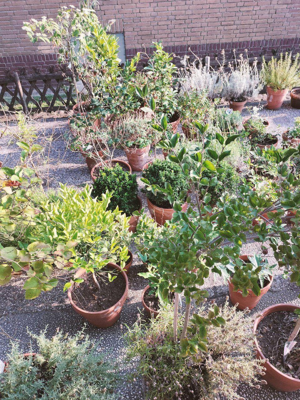45 terracotta potten met planten en bomen - complete tuin