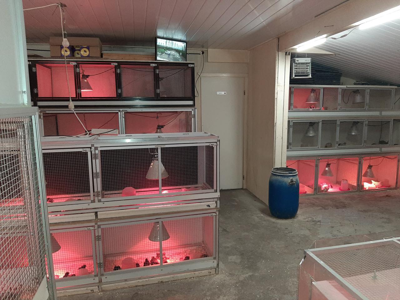 Wyandotte kriel kuikens van 1 dag tot 12 weken oud