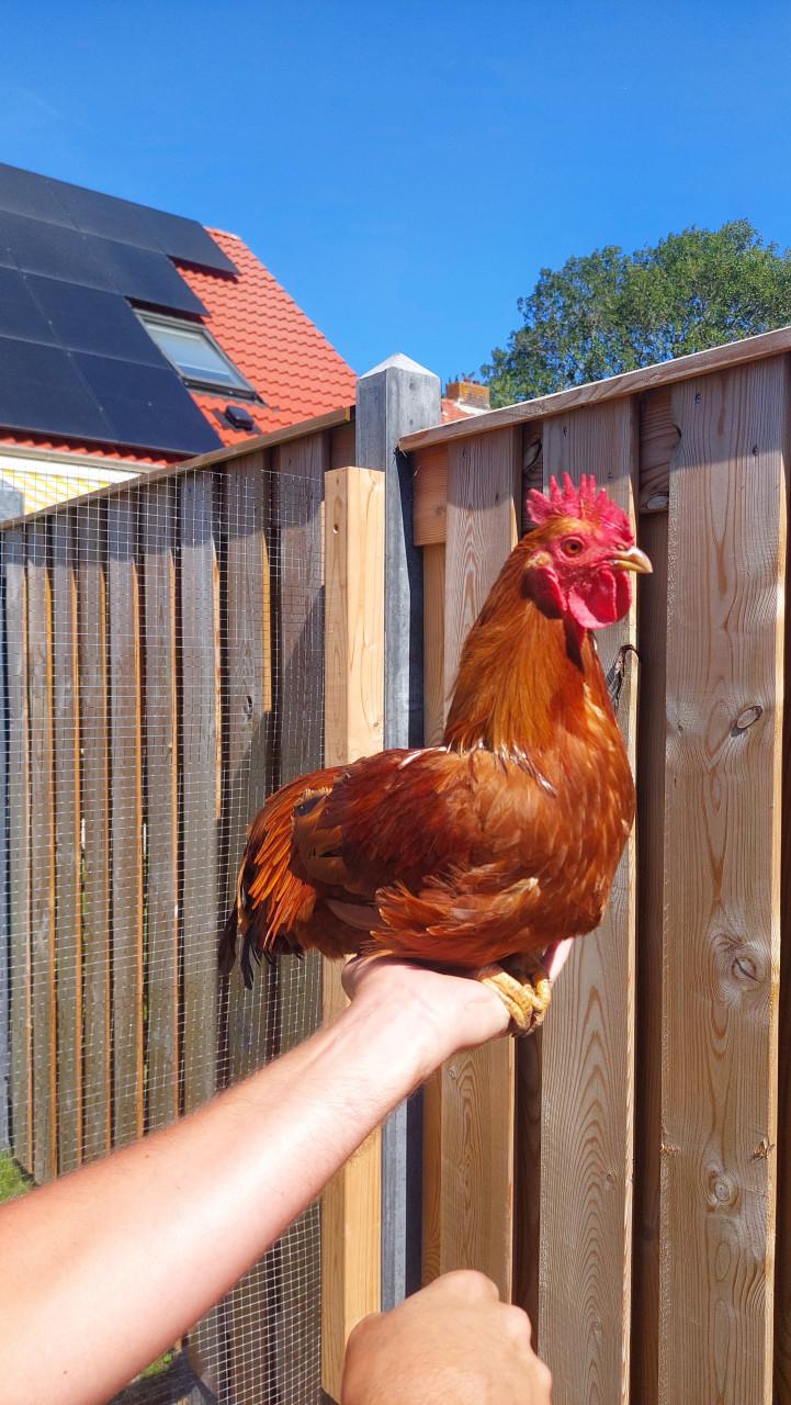 1 hen en 4 hanen zoeken een huisje!