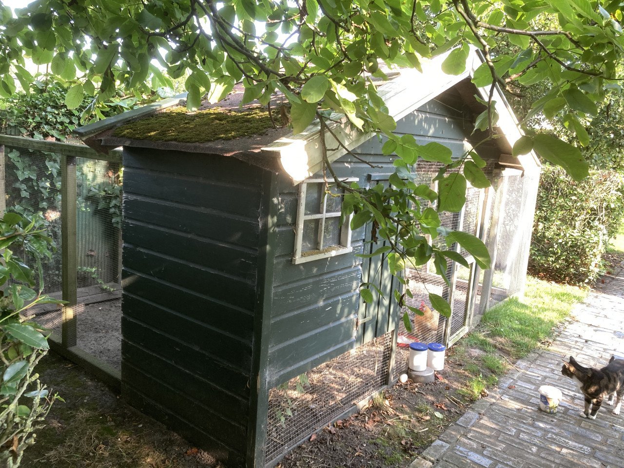 GRATIS kippen en kippenhok
