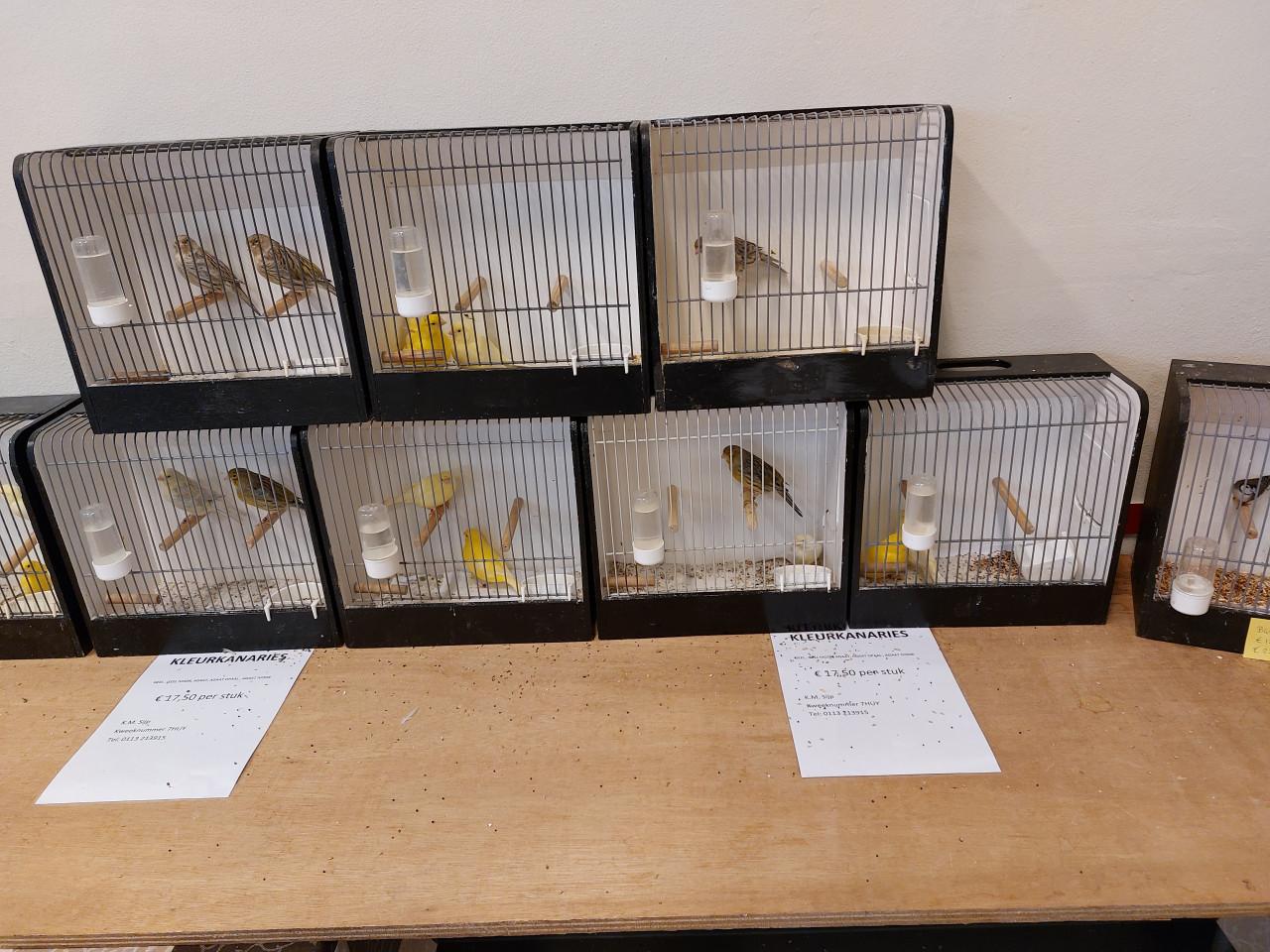 Vogelbeurs in 's-Heer Abtskerke zaal Versvliet 12 september.