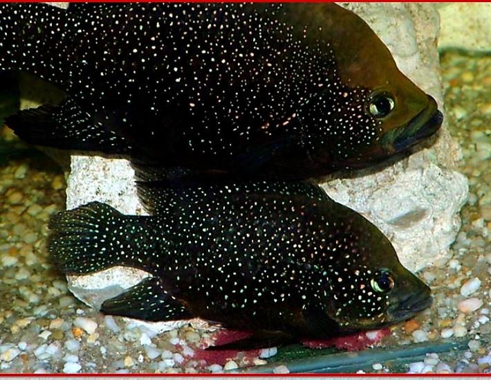 Afrikaanse Black Diamond cichliden