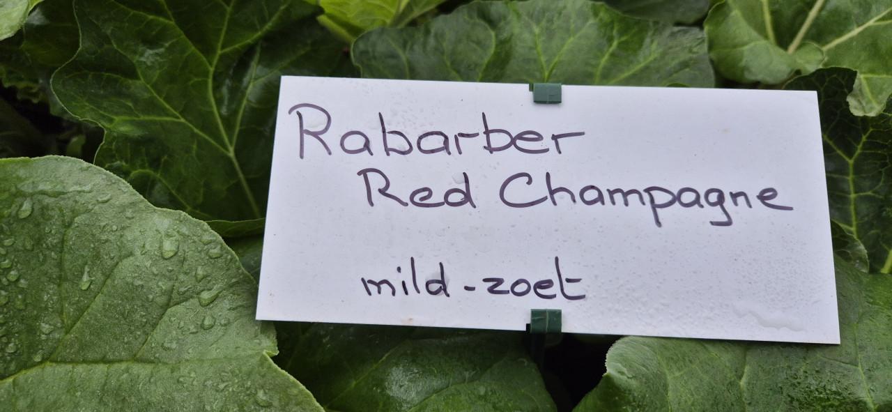 Rabarberplanten in pot