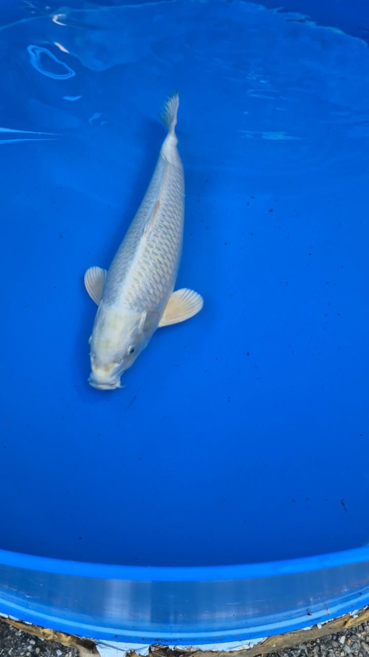Platinum ogon mukashi ogon female sakazume 55-57 cm