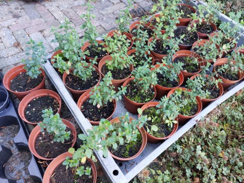 Teucrium