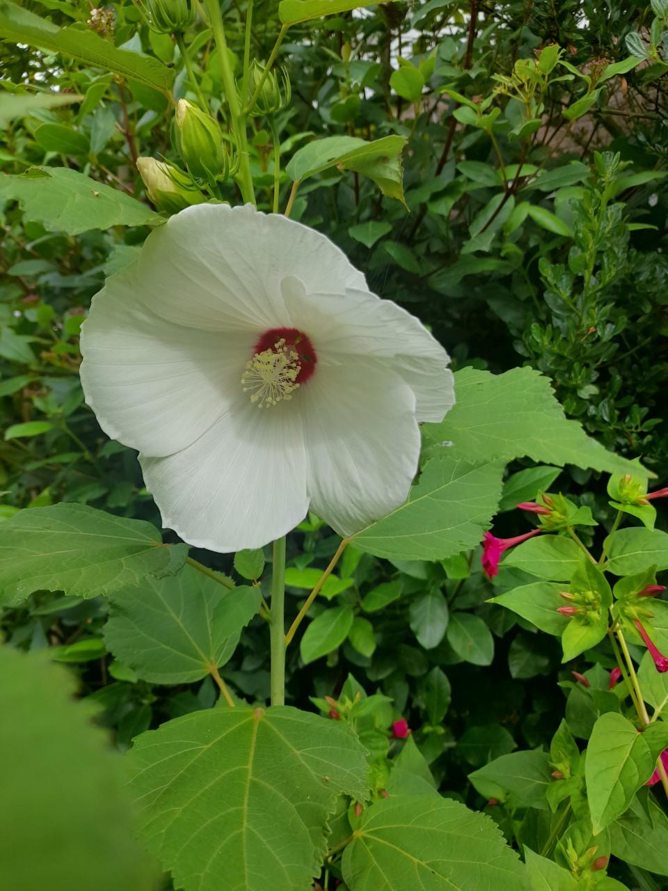 Vaste planten