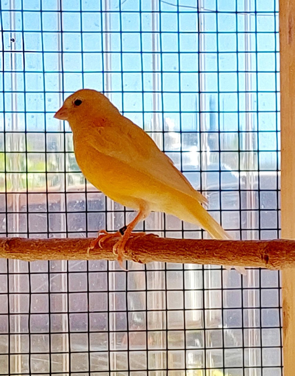 Kanarie