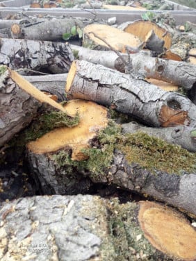 Open haardhout peren pas gerooid