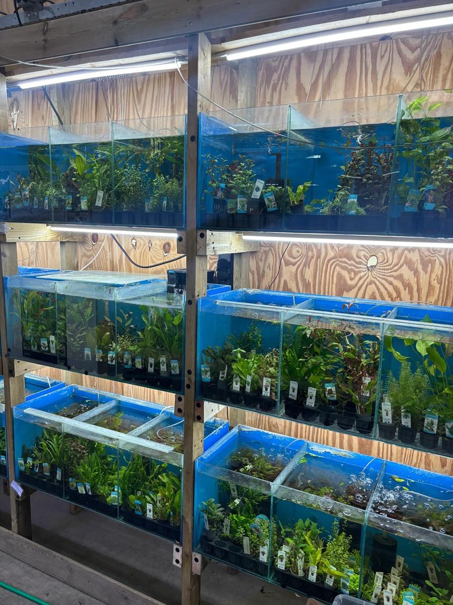 Restplanten Aquariumplanten Mix - Aquariumplantenshop
