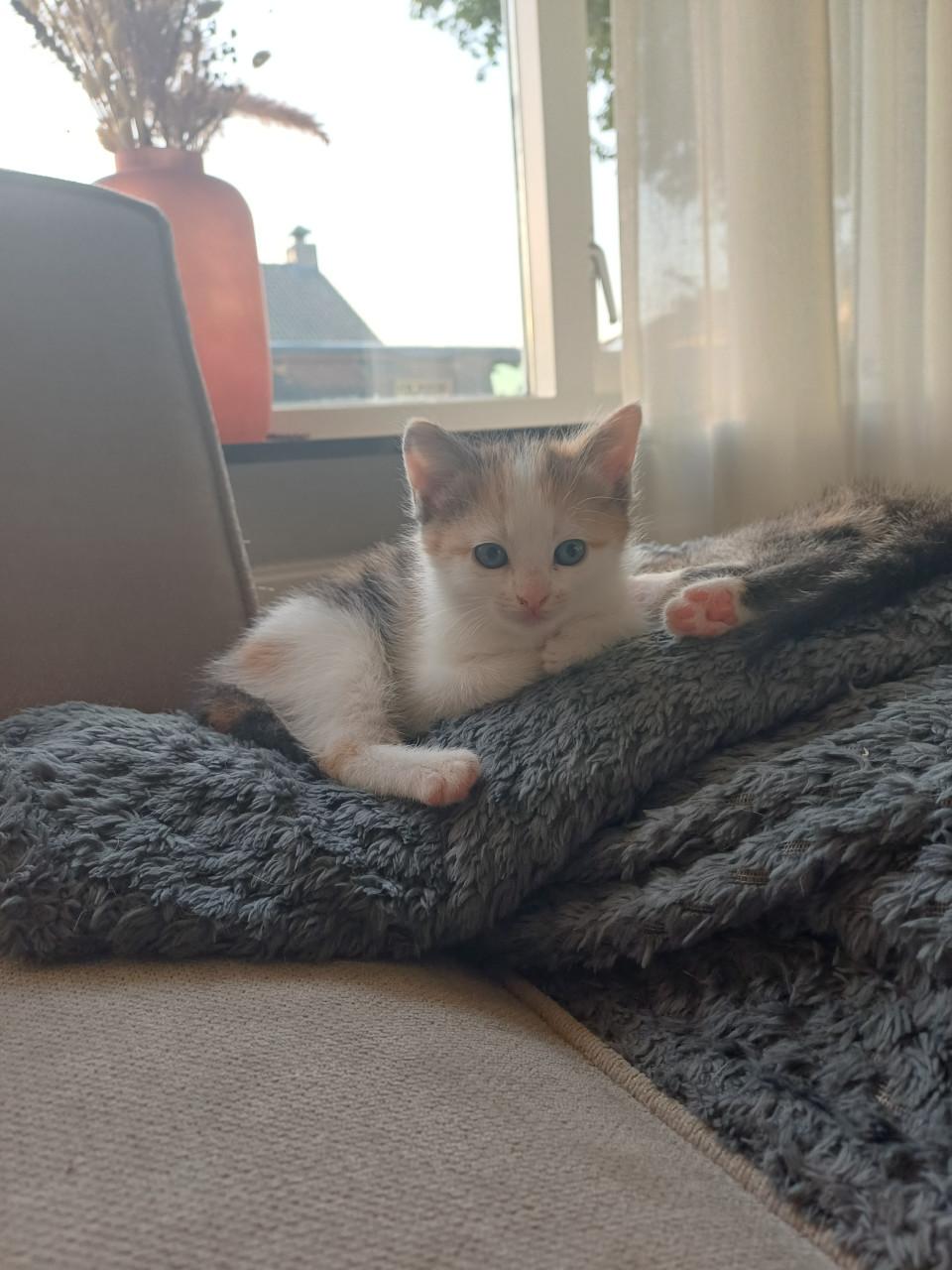 Kittens