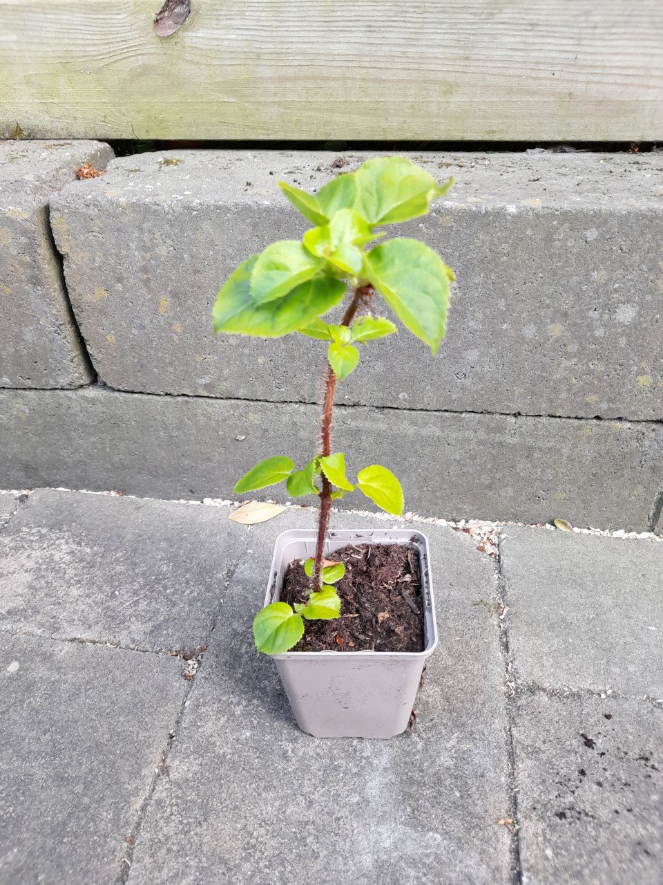 Vaste planten uit hobbykweek