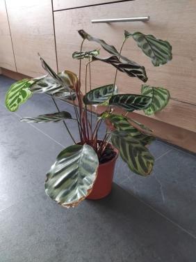 Kamerplant Calathea