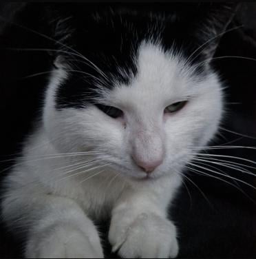 Lieve knuffelkat zoekt nieuw baasje