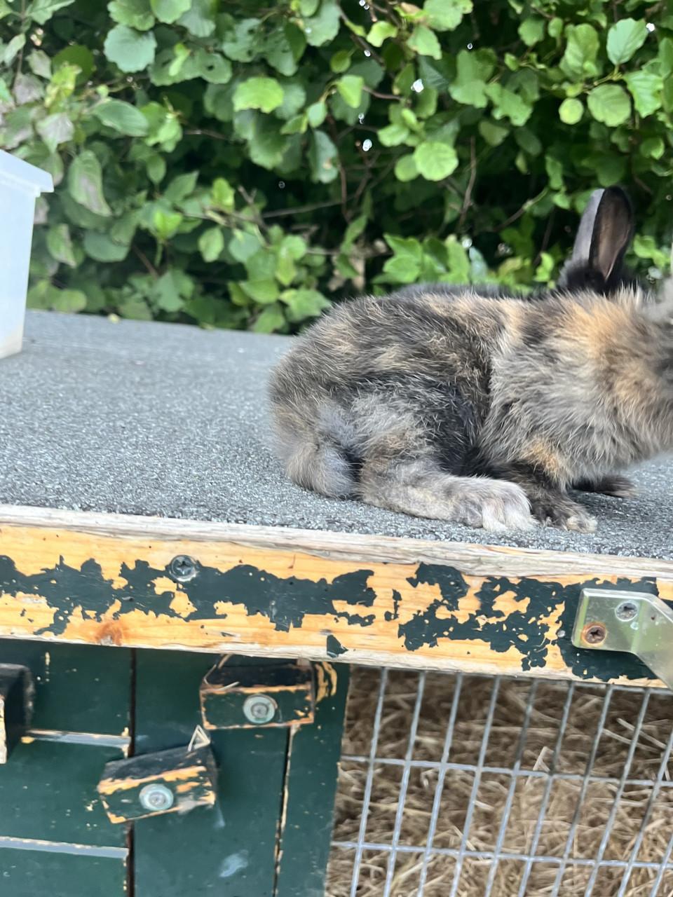 Baby konijntjes