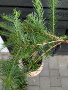 Japanse larix naaldboom