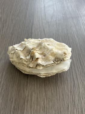 Oesterschelpen