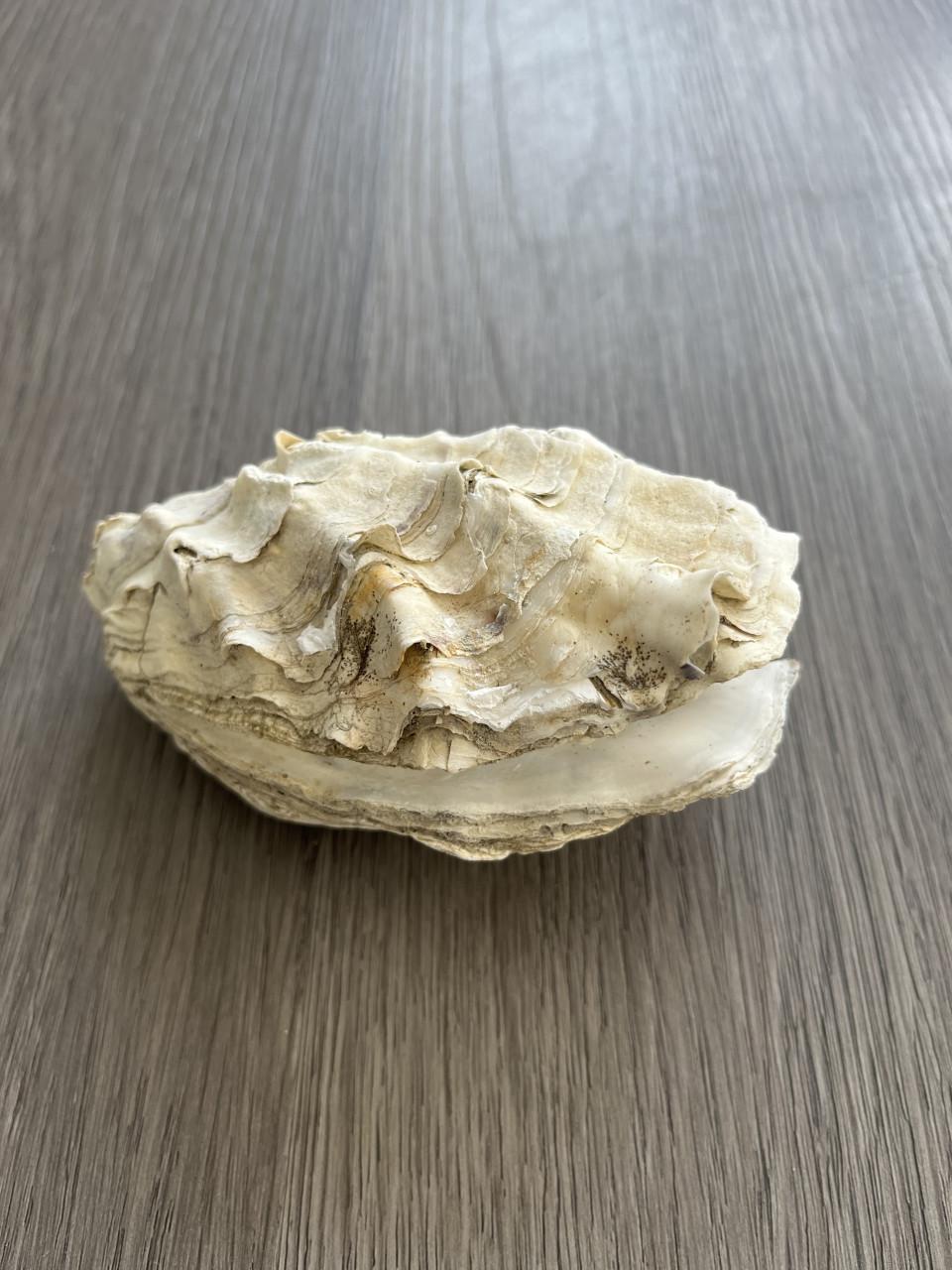 Oesterschelpen