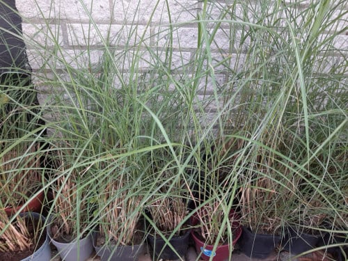 Miscanthus
