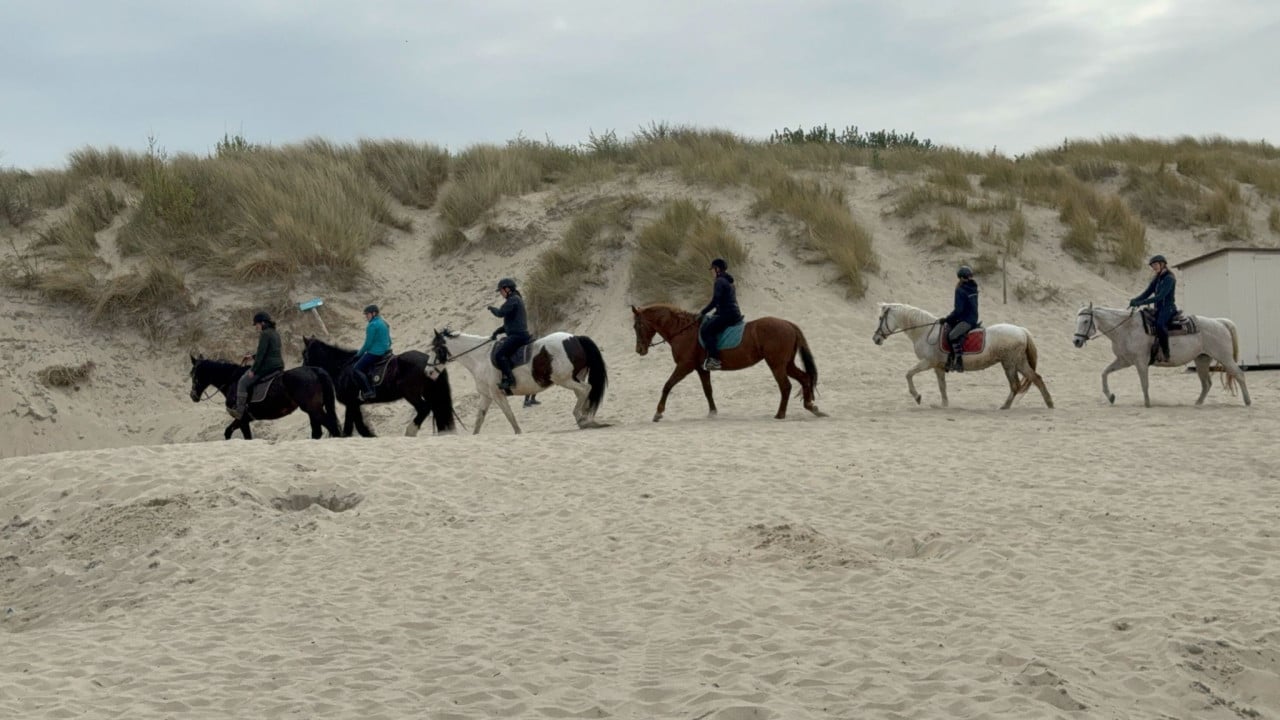 Fijne recreatie paarden te koop