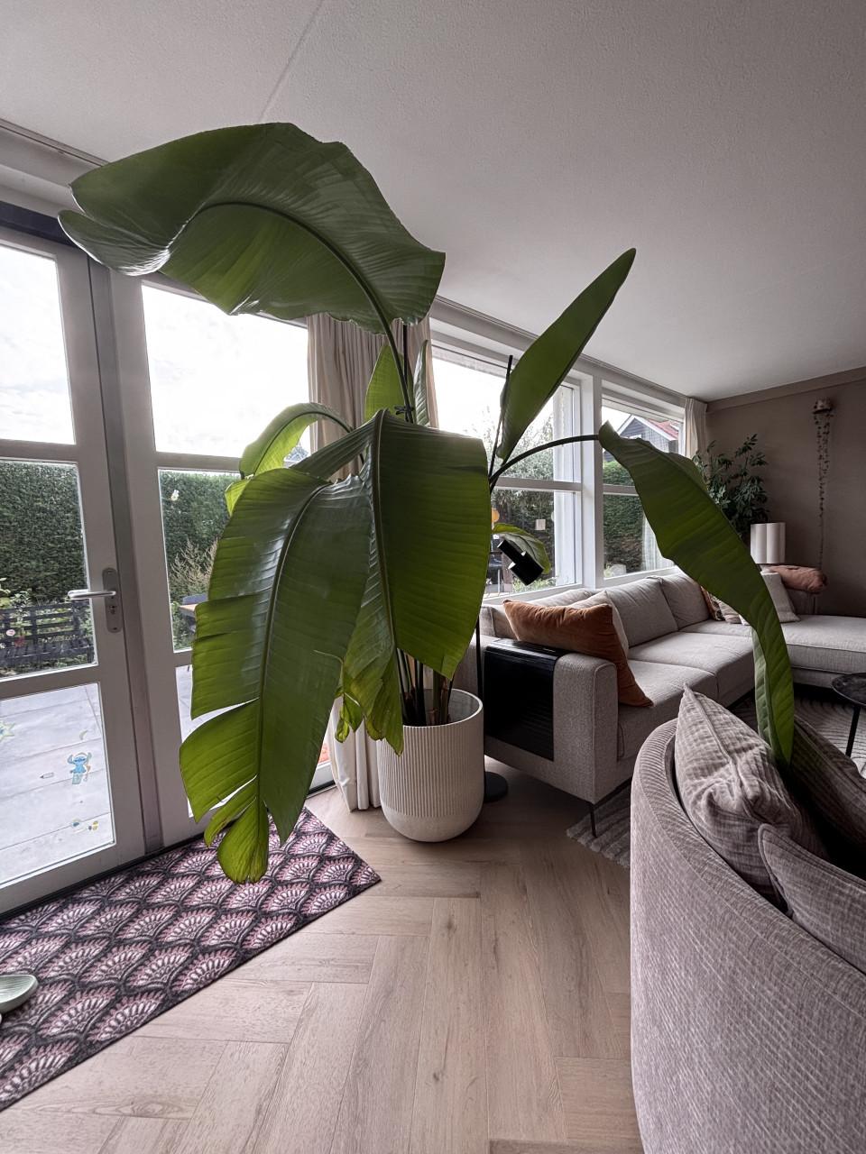 Grote Strelitzia