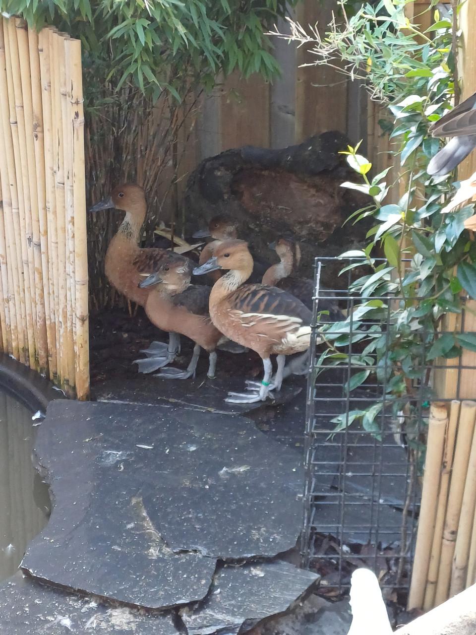 Gele Fluiteenden Boomeenden Koppel met 3 jongen.