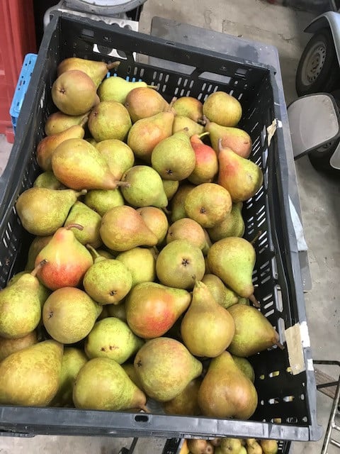 Stoof peren (Gieser Wildeman)