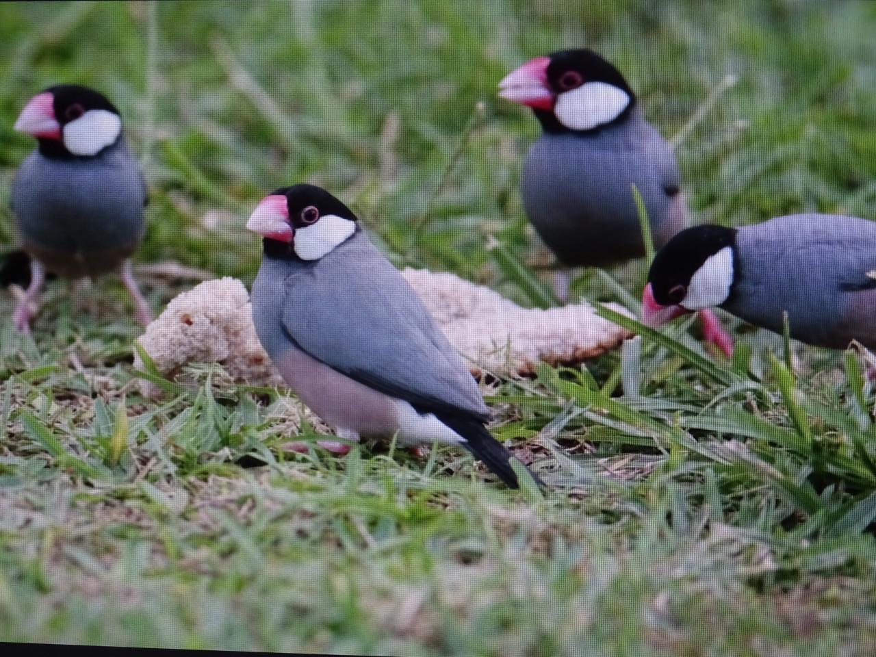 Te koop koppel witte rijstvogels broedrijp ook wildkleur koppels