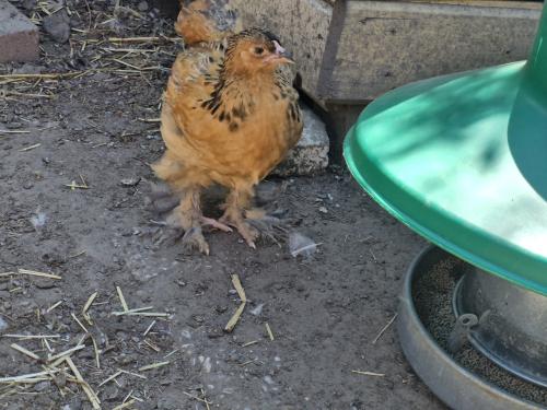 Jonge brahma's