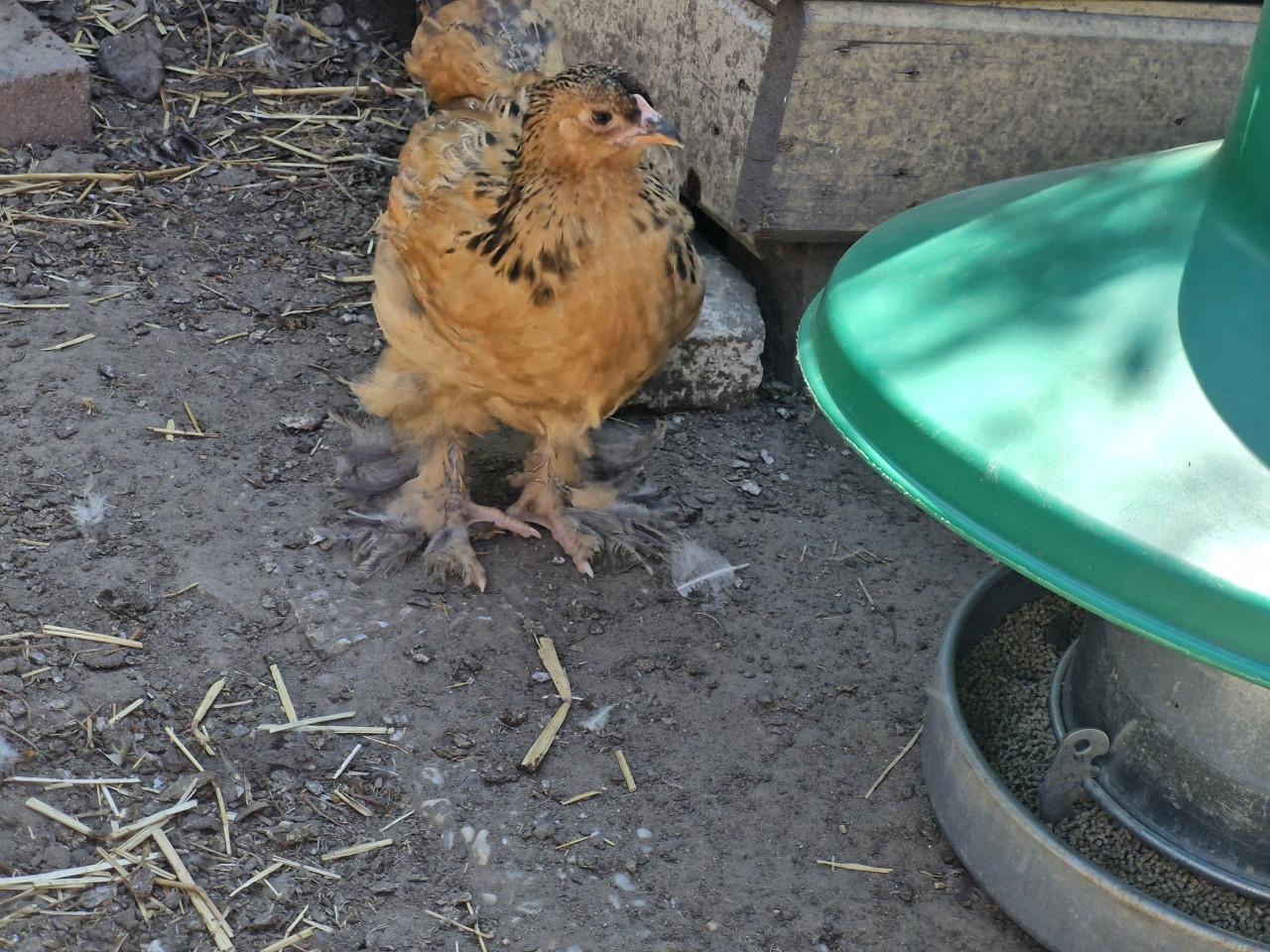 Jonge brahma's