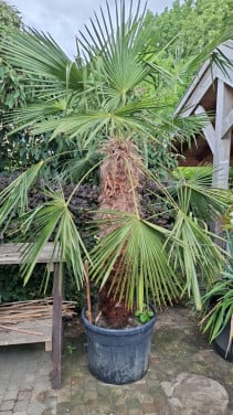 Palmboom winterhard