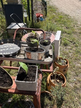 Stek bananenplant met pot en biologische zaad