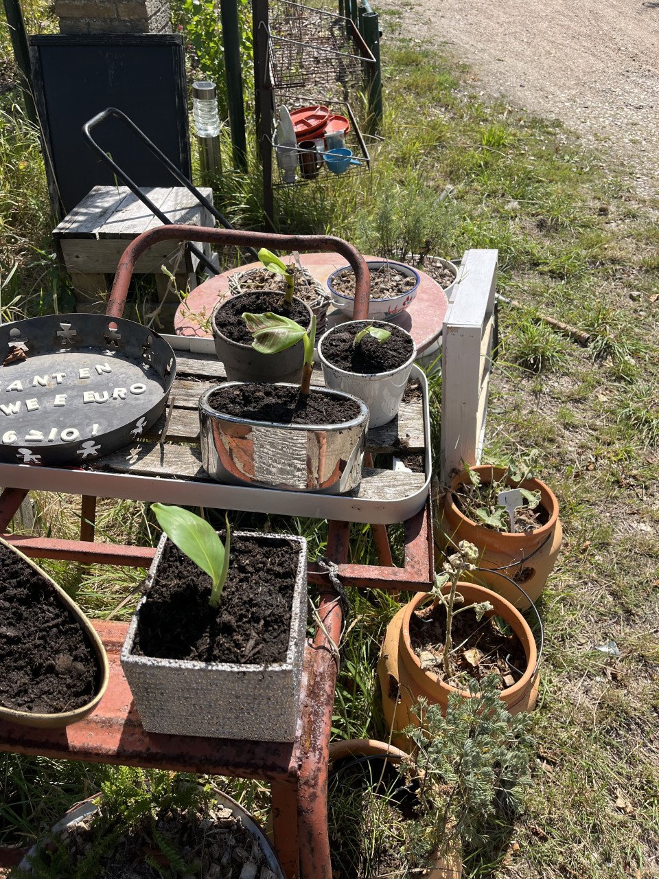 Stek bananenplant met pot en biologische zaad