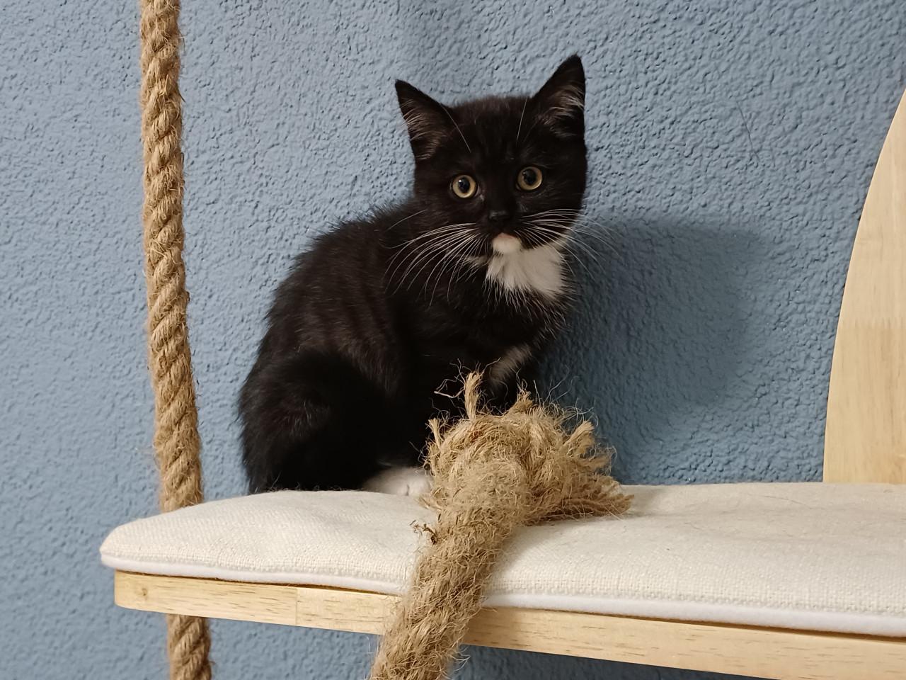 Zeer mooi Brits Korthaar x Ragdoll kitten POESJE