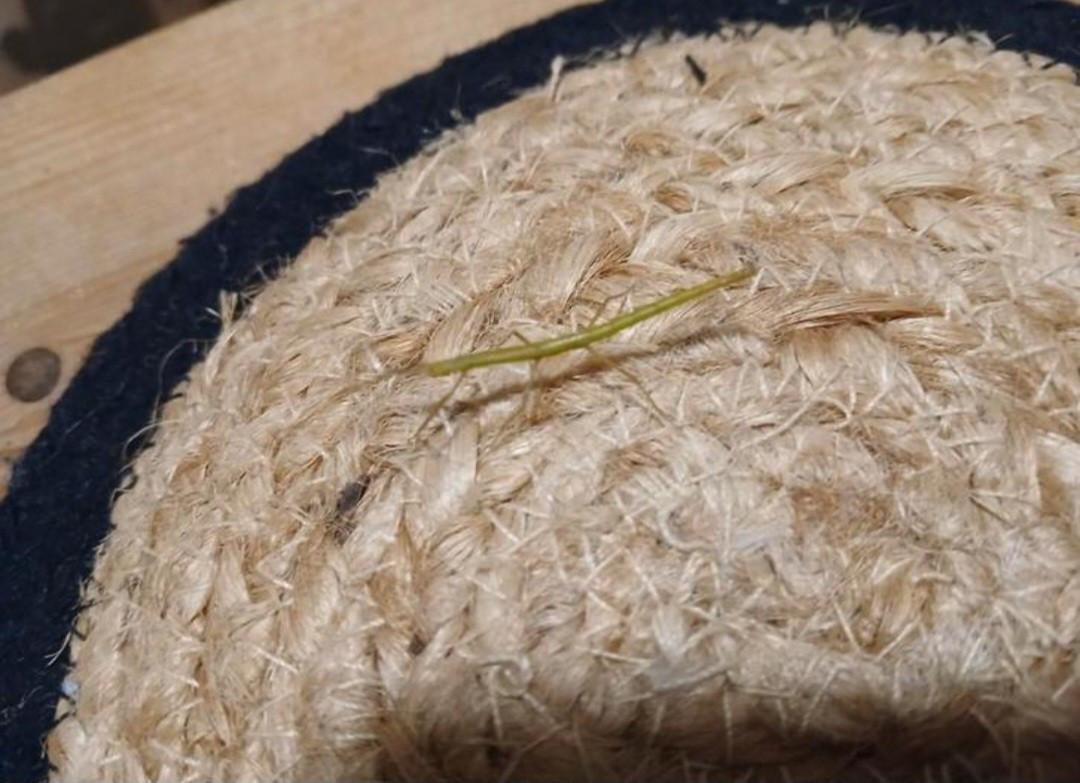 Baby indische wandelende takken (nimfen)