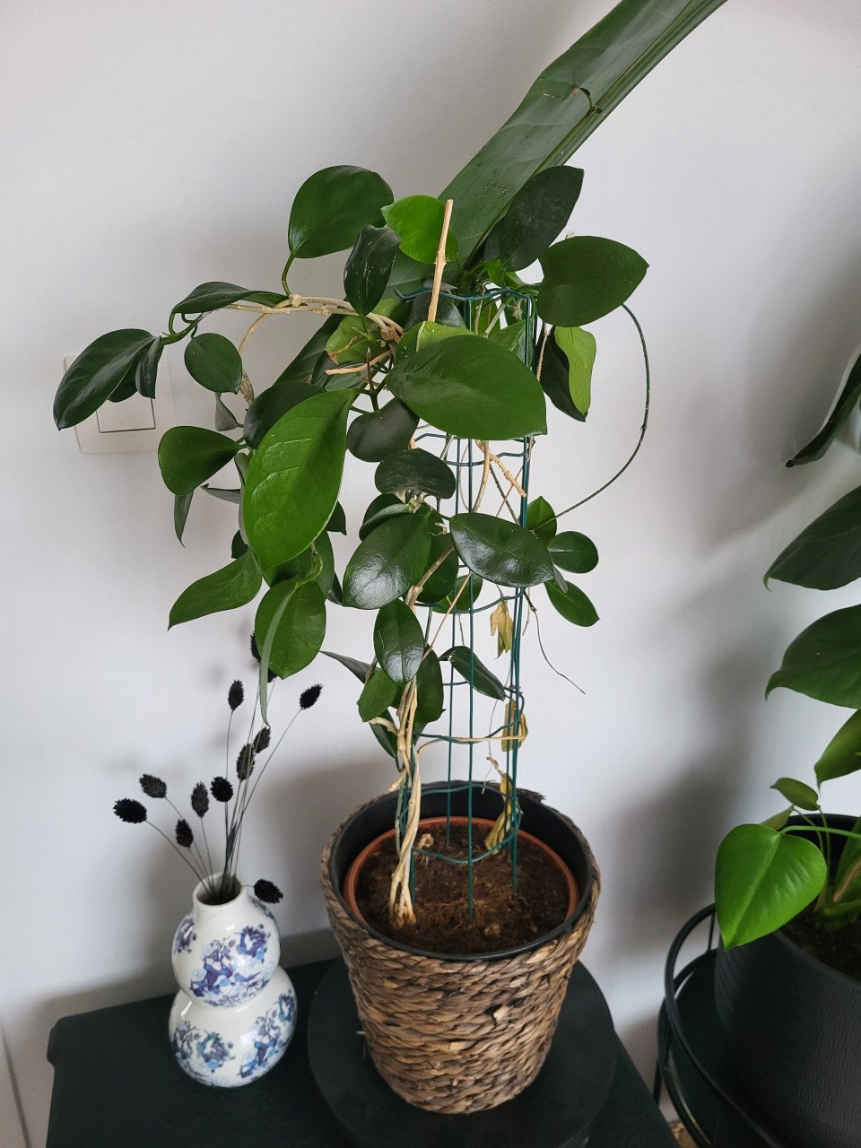 Kamerplanten