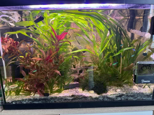 SuperFish Aquarium 60L