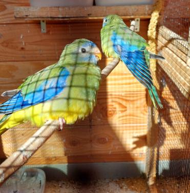 Turquoisine poppen
