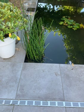 Japanse holpijp, zuurstof planten