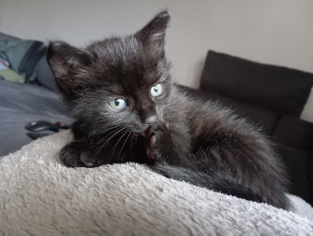 Kitten - mannetje