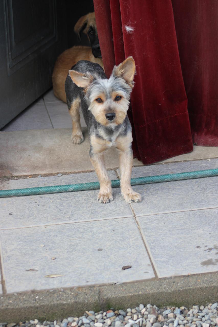 Alora Dog Rescue: Donny, deze lieverd zoekt een baasje