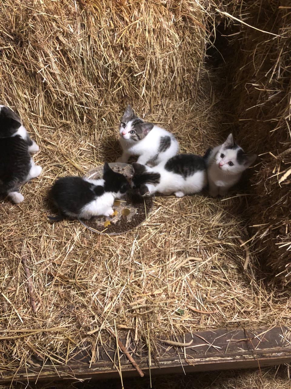 Kittens(nog 2 beschikbaar)