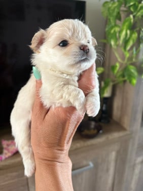 Chihuahua puppies