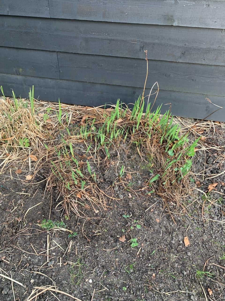 Diverse vaste tuinplanten