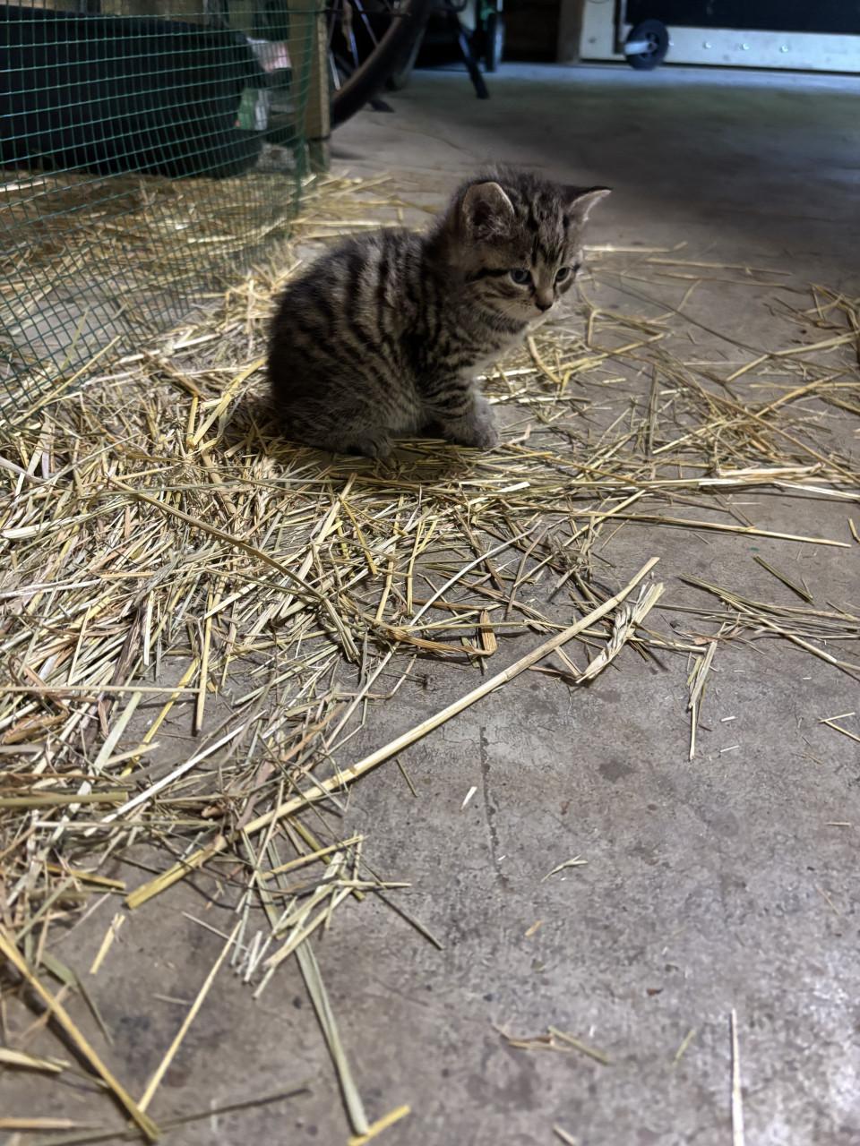 4 boerderij kittens