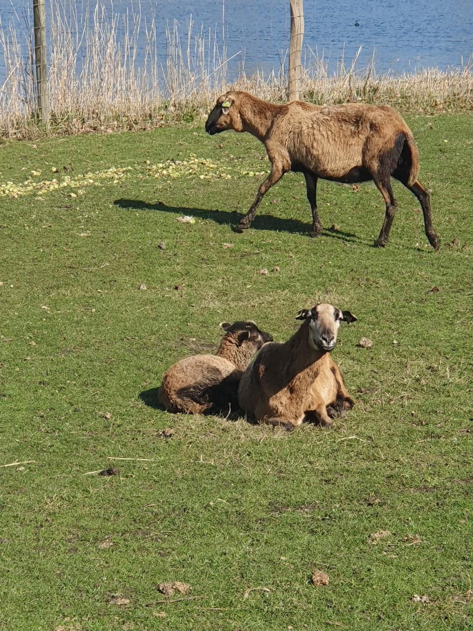 Schapen schaap stel stelletjes paard pony lam lammeren